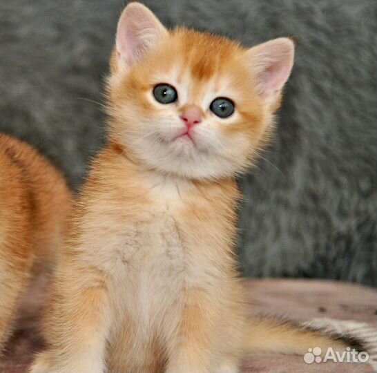 Золотая шиншилла девочка