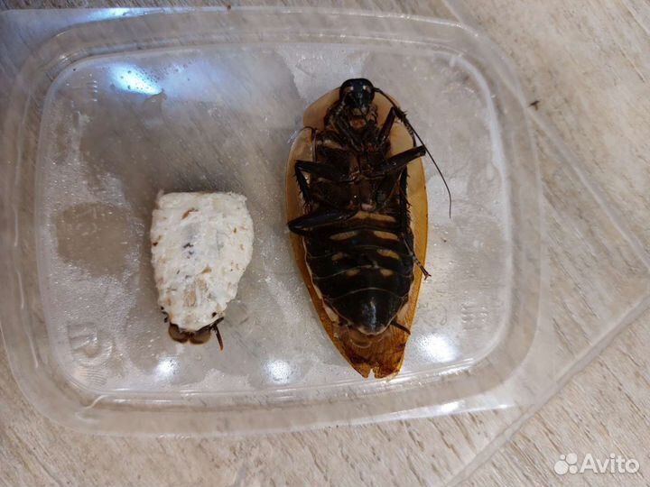 Кормовые насекомые заморозка