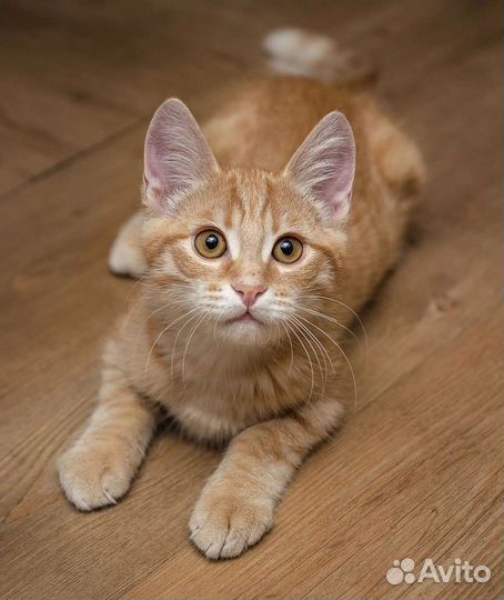 Рыжий котенок девочка