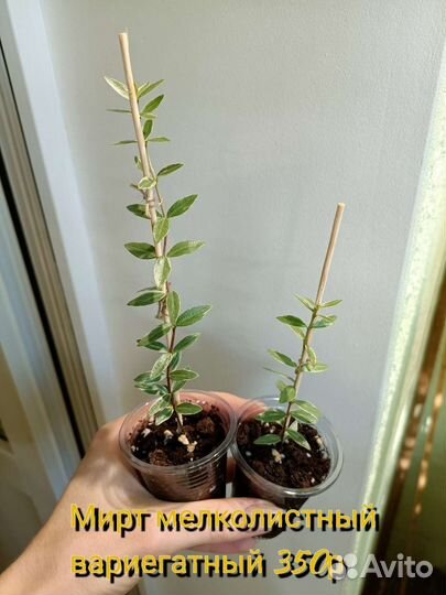 Комнатные сортовые мирты