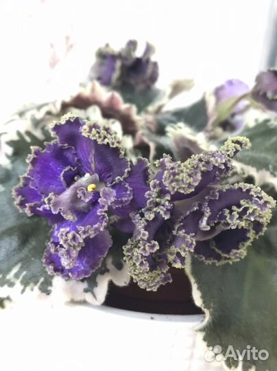 Листочки фиалки