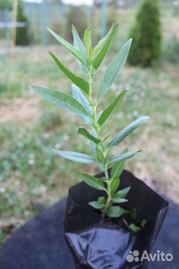 Миндаль Сладкий, семена на посадку