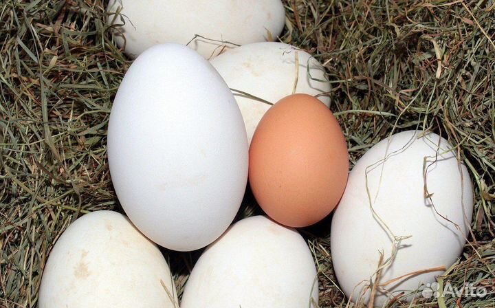 Яйцо гусиное