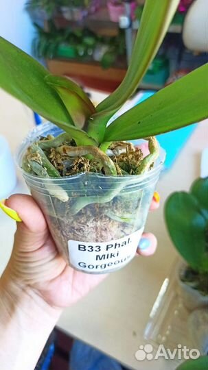 Орхидея фаленопсис