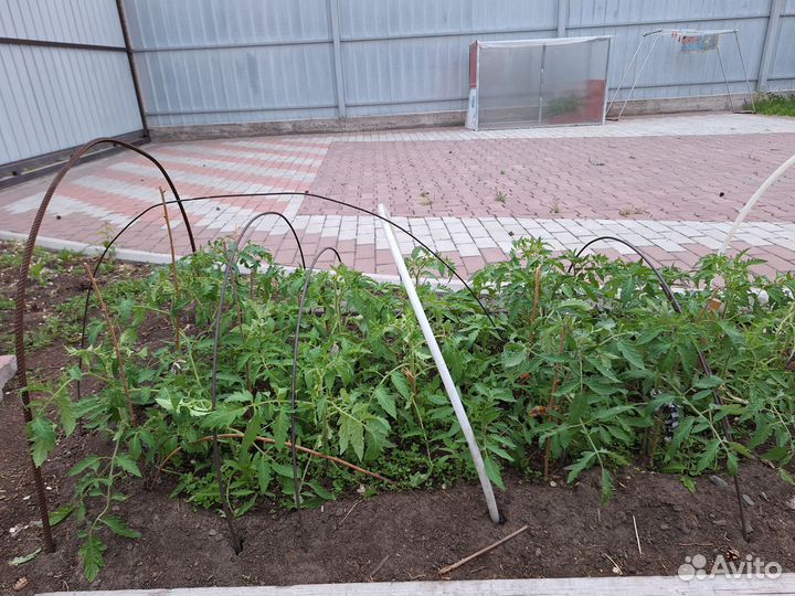 Рассада помидор