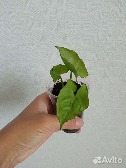 Сингониумы разные сорта