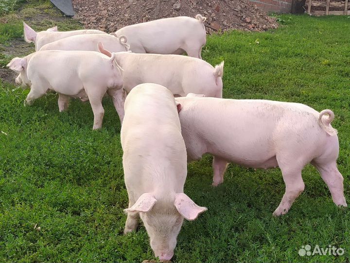 Поросята 