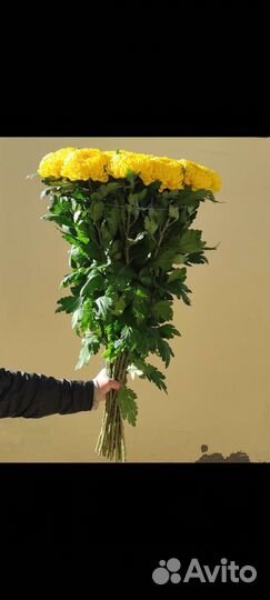 Хризантема