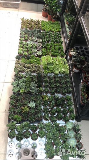 Суккуленты много разных