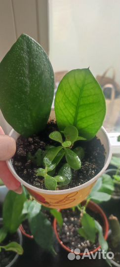 Цветы, суккуленты