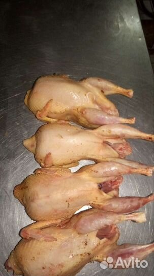 Перепела белые Техасские