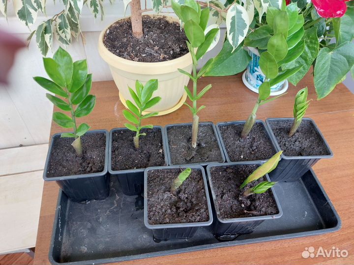 Замиокулькас, долларовое дерево