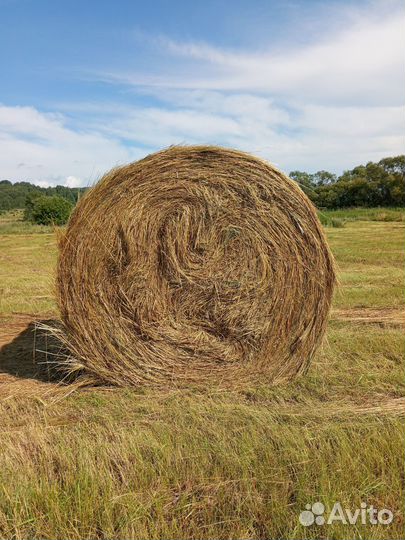 Продам сено в рулонах маленький и большой