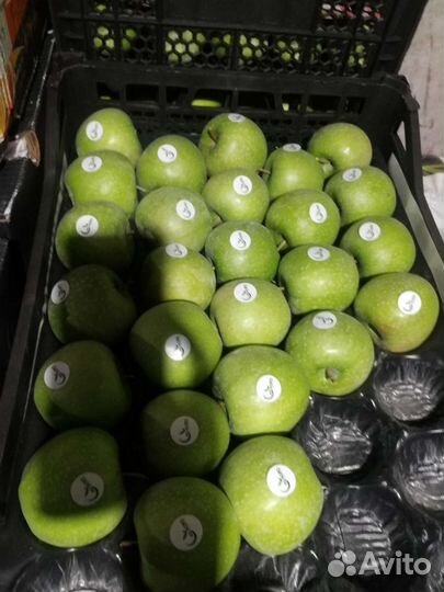 Яблоки, грушовка, грени, айдаред, моди