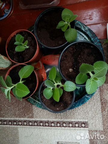 Мята домашняя