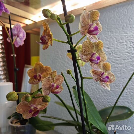 Орхидея фаленопсис