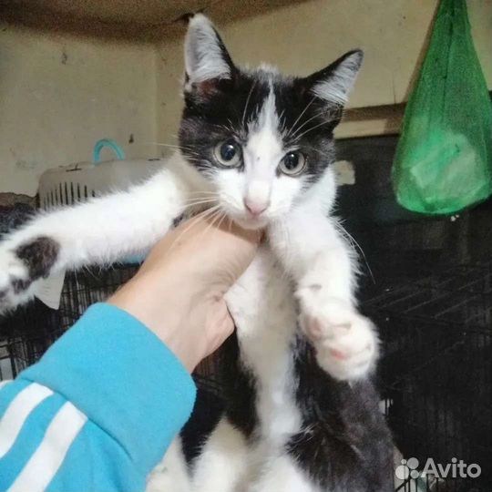 Кошка в дар