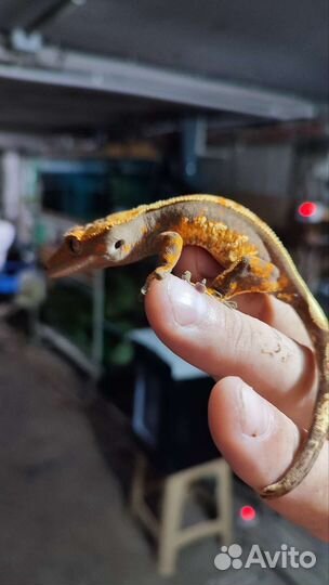 Реснитчатый бананоед