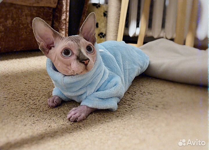 Одежда для животных