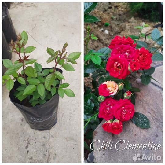 Двухлетние саженцы роз