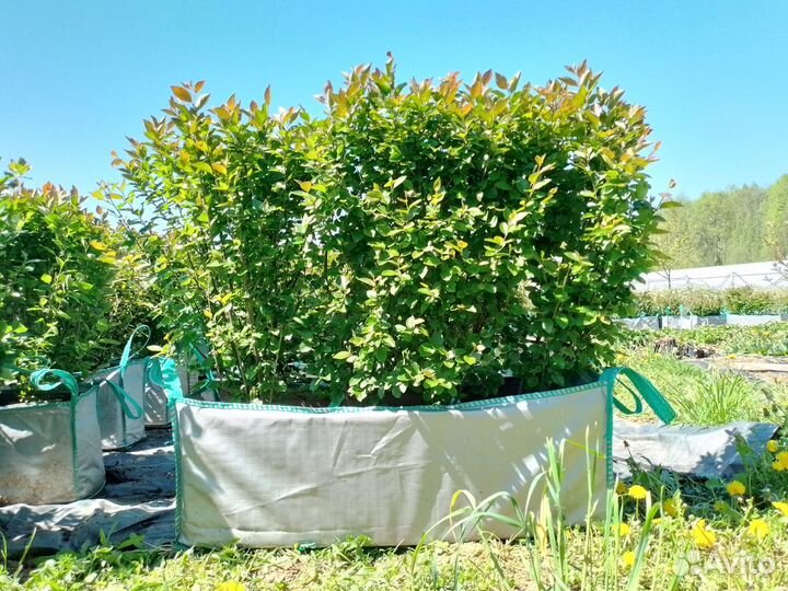 Кизильник блестящий живая изгородь в сумках