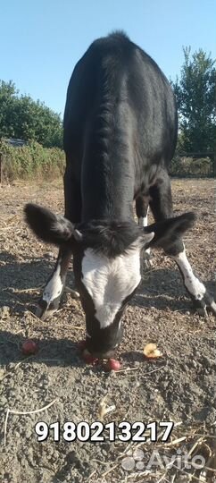 Телочка 8 месяцев