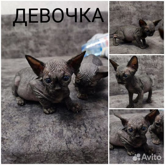 Канадский сфинкс