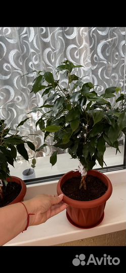 Фикус бенджамина