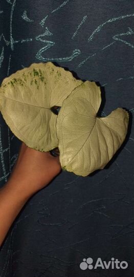 Сингониум Purple, Bold tetra