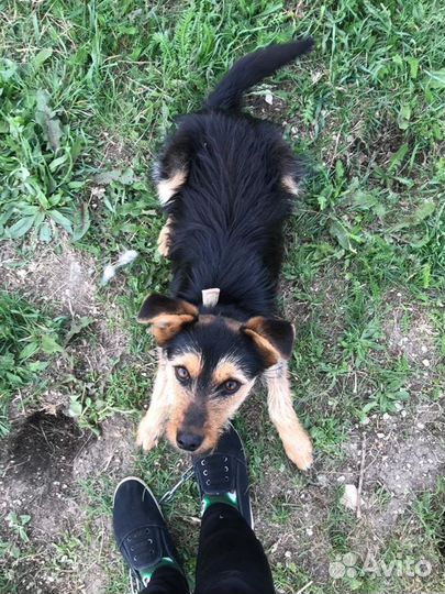 Сторожевая собака