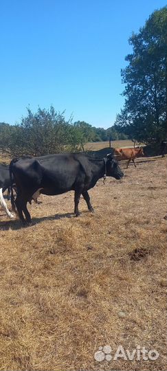Коровы телки