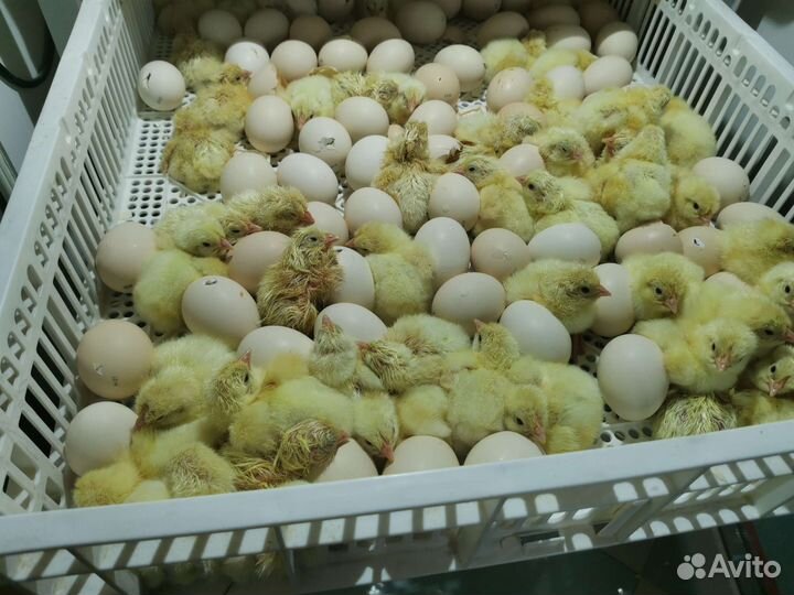 Молодняк цыплят бройлер Кобб 500 и Росс308