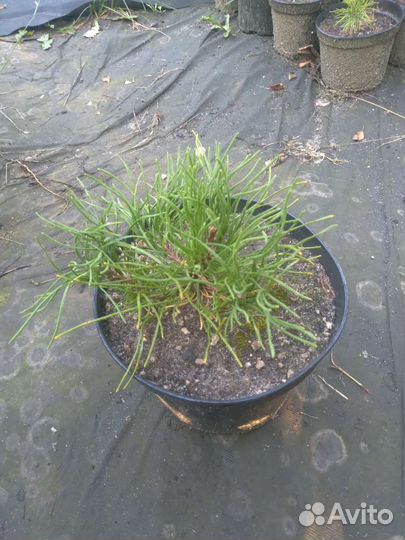 Сосна горная пумилио, мугус