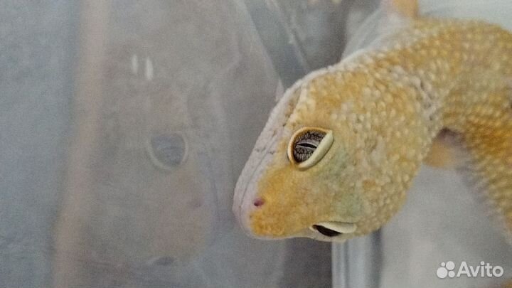 Пятнистый эублефар