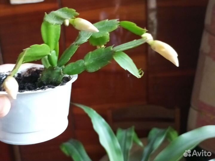 Декабрист жëлтый