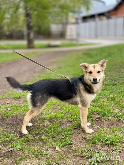 Собака ищет дом