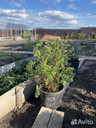 Лапчатка кустарниковая