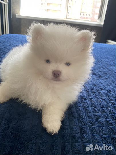 Щенки немецкого шпица