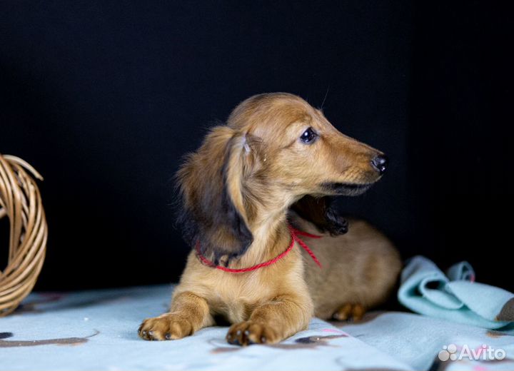 Такса длинношерстная, кролик /миник - девочка