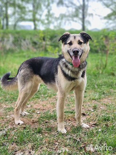 Грей ждёт своего человека (Собака из приюта)