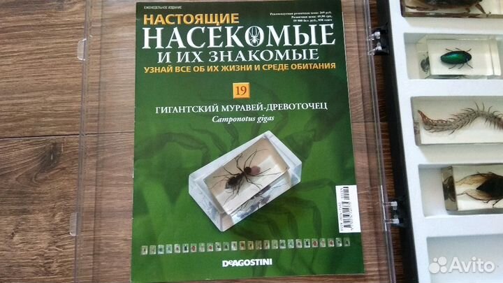 Насекомые и их знакомые