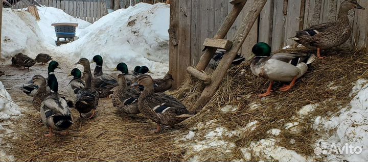 Утки подсадные для охоты