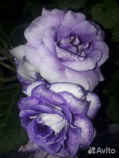 Цветы глоксиния