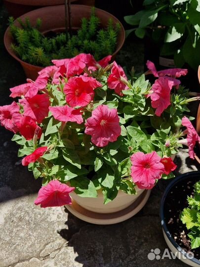 Петунии Тайдал, опера