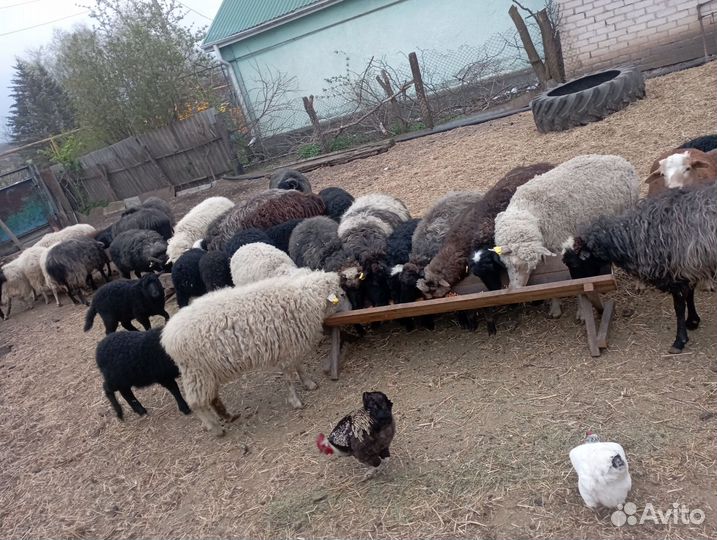Овцы бараны ягнята оптом