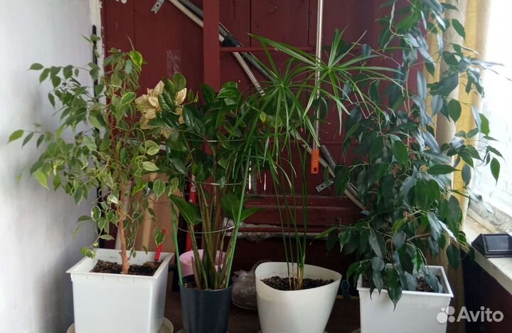 Комнатные растения цветы большие