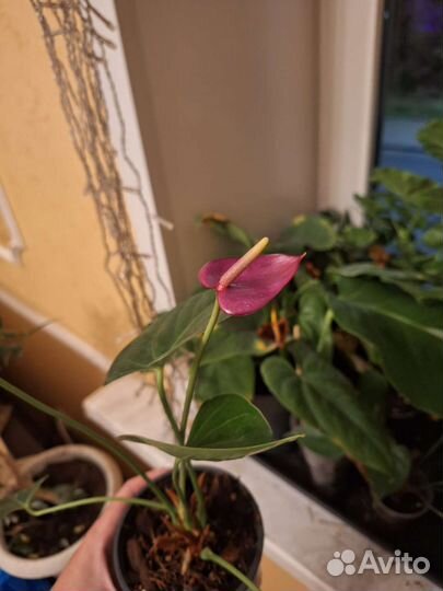 Фиолетовый антуриум