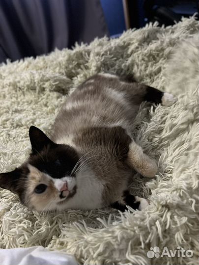 Вязка кошка