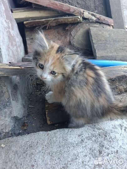 Кошка в дар бесплатно