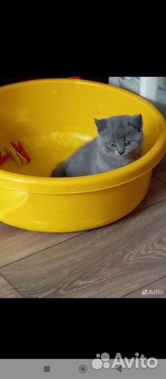 Шотландская